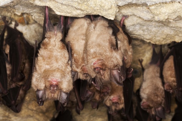 Greater Horseshoe Bat (rhinolophus ferrumequinum), Colony Hibernating in a Cave, Normandy