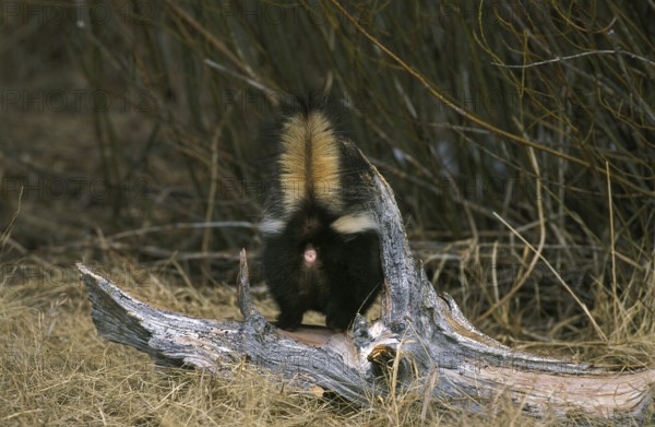 Striped striped skunk (mephitis mephitis), dorsal view of an adult