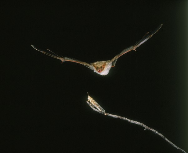 Mouse-Eared Bat (myotis myotis), Adult in Flight, Catching Grasshopper