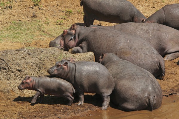 Hippopotamus (hippopotamus amphibius), Group sleeping near River, Masai Mara Park in Kenya