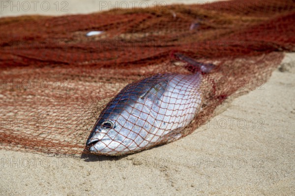 A single dead fish in a fishing net on a sandy beach