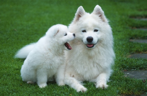 Samoyed with puppy, 6 weeks