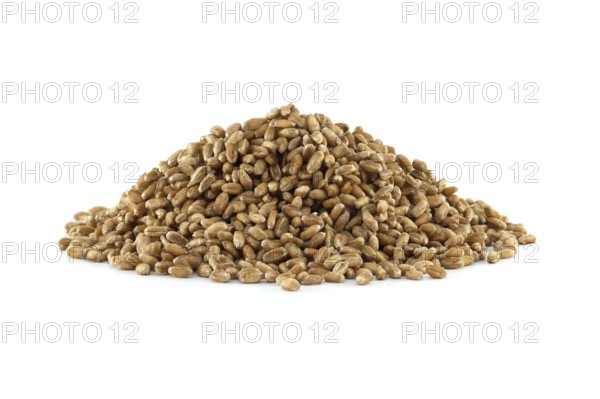 Closeup pile of wheat grains for natural food isolated on white background, agriculture and organic