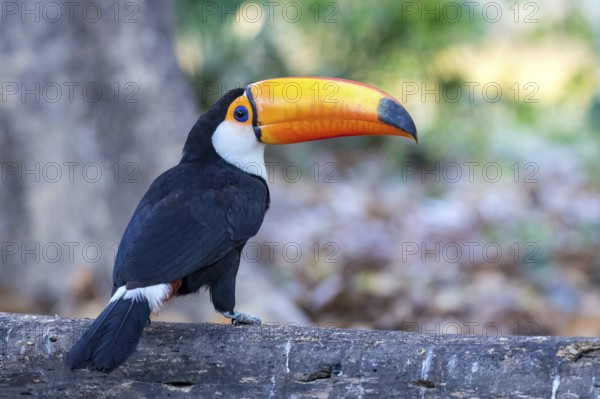 Toco toucan (Ramphastos toco), South America, Brazil, Pantanal, Pantanal, South America