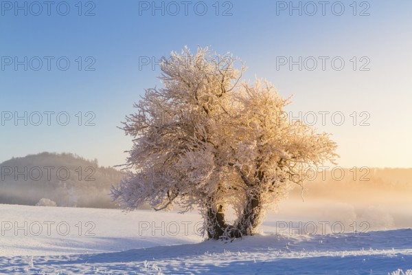 Dawn in the Harz Selke Valley