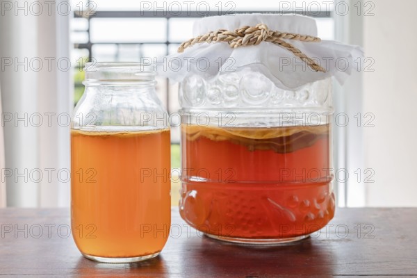 Kombucha tea popular fermented healthy drink natural high probiotics