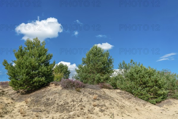 Shifting sand dune at former military training area Jueterbog in Brandenburg, Germany, Europe