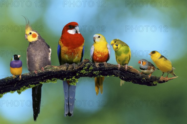 Gouldian Conure, Cockatiel, Rosella Conure, Parakeet, Budgie, Zebra Finch and Canary