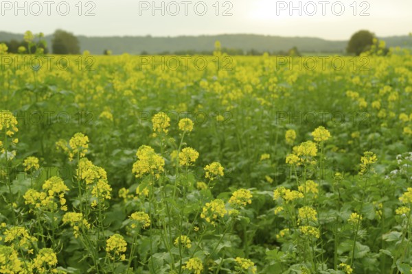 Field mustard (Sinapis arvensis), Rosengarten, Schwäbisch Hall, Hohenlohe, Kochertal,