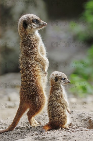 Meerkats (Suricata suricatta), female with young, suricates, lateral view