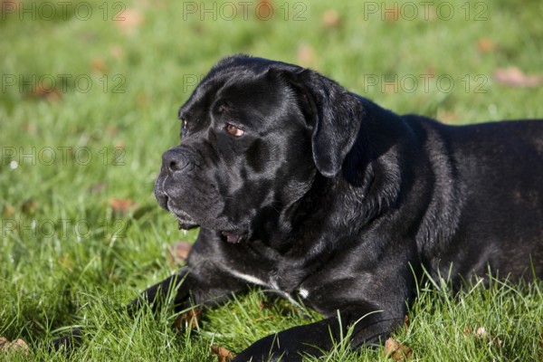 CANE CORSO, A DOG BREED FROM ITALY