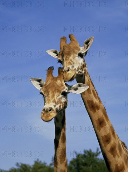 Rothschild's Giraffe (giraffa camelopardalis rothschildi)