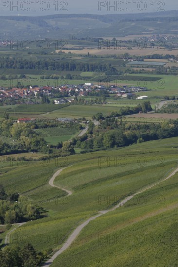 View of the vineyard landscape near Löwenstein, Löwensteiner Berge, vineyards, Heilbronn-Franken,