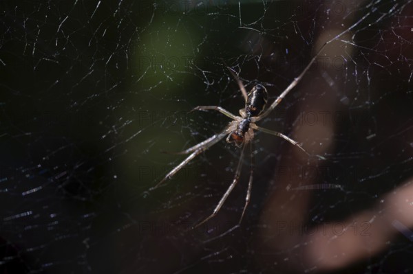 Baldachin spider (Linyphiidae), spider in web from above, Wurzacher Ried, Baden-Württemberg,