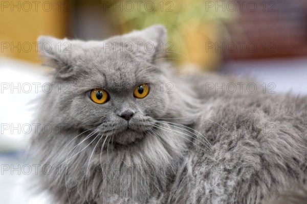 Persian cat with attached ears