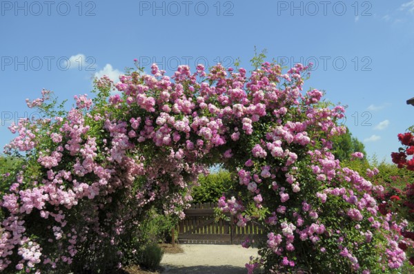 Oberderdingen, Rose Garden, Rose Arch