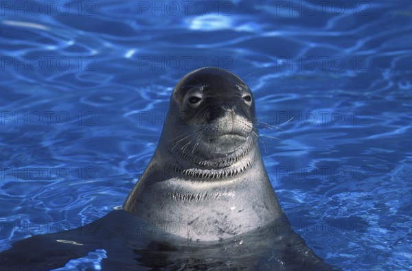 HAWAIIAN MONK SEAL monachus schauinslandi SWIMMING IN BLUE WATER