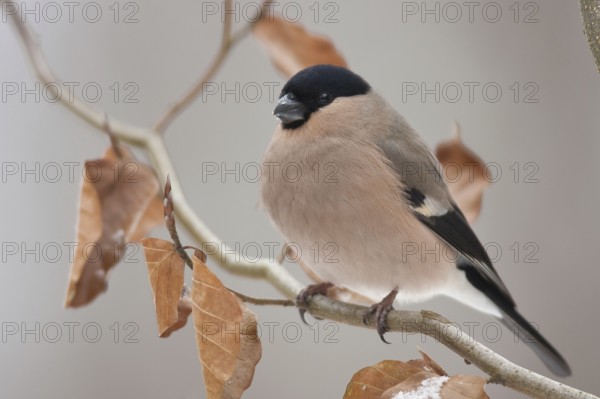 Eurasian bullfinch (Pyrrhula pyrrhula), female, Rhineland-Palatinate Germany