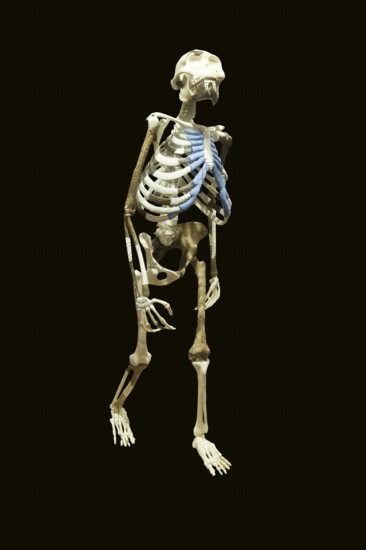 Replica of the skeleton 'Dinknesh', National Museum, Addis Ababa (Australopithecus afarensis Lucy),