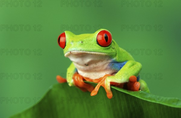 Red-eyed tree frog (Agalychnis callidryas), male