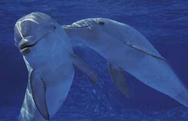 Bottlenose dolphin, Bottlenose dolphins (tursiops truncatus), dolphins, marine mammals, animals,