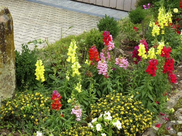 Snapdragon flowering in the front garden, common snapdragon (Antirrhinum majus) Garden Snapdragon