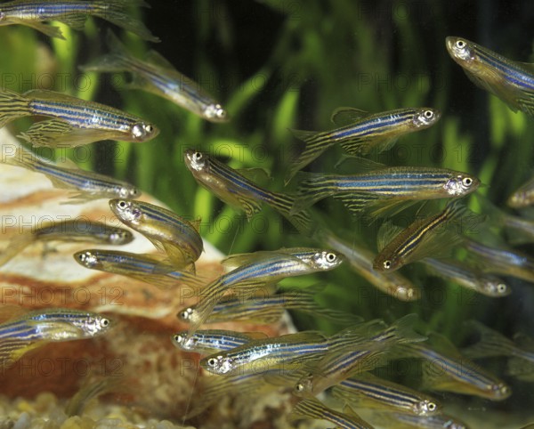 Zebrafish (brachydanio rerio) (Brachydanio rerio), Zebrafish, Animals, Other animals, Fishes,