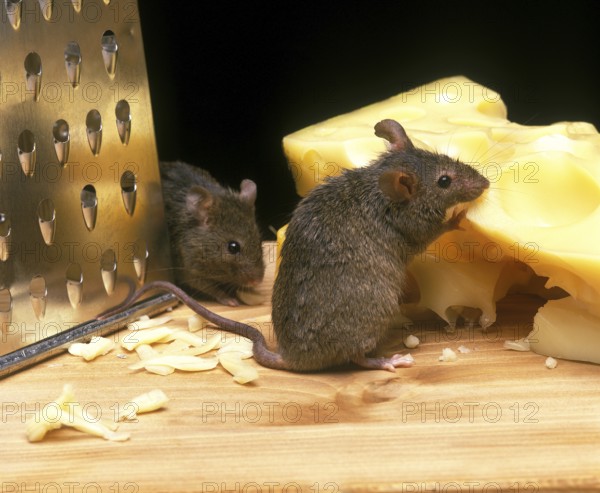 House mouse (mus musculus), adult eats Emmental cheese