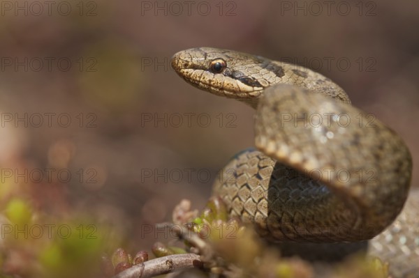Smooth snake (Coronella austriaca) Rhineland-Palatinate, Germany, Europe