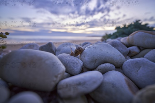 A periwinkle (Theba pisana) crawls over large stones on the beach of Vauville, France, Europe