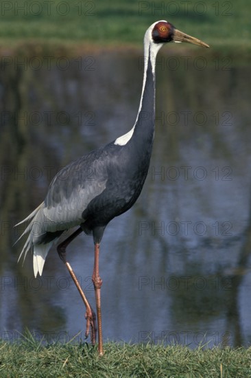 WHITE-NAPED CRANE (grus vipio), ADULT NEAR WATER