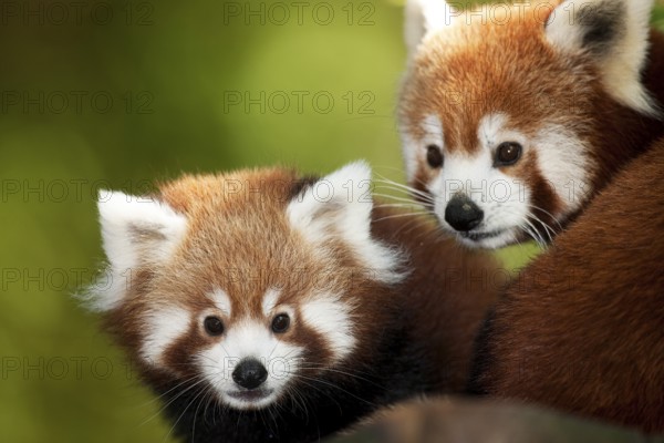 Red Panda (ailurus fulgens), Portrait of Adults
