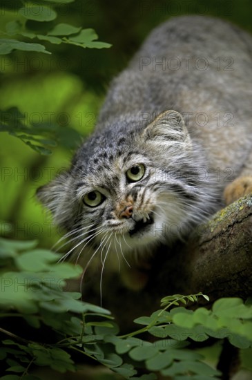 Pallas's cat (otocolobus manul) or Pallas' cat, adult growler