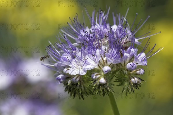 Tansy (Phacelia)
