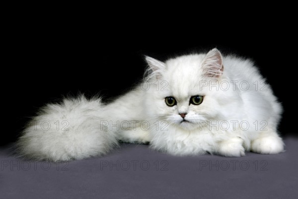 Chinchilla Persian Domestic Cat, Adult against Black Background