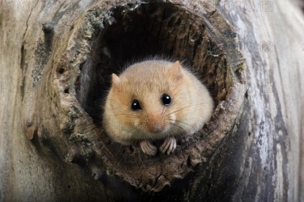 Common Dormouse (muscardinus avellanarius), Adult standing at Den Entrance, Normandy