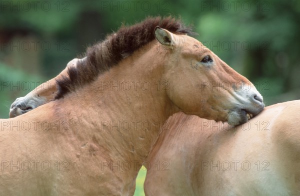 Przewalski-Pferde, Paar, Grooming, Przewalski's (Equus przewalskii) Wild Horses, pair, grooming,