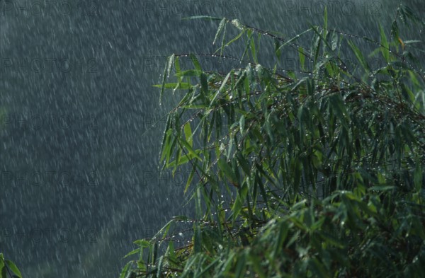 Bamboo bush in rain, plants, green, summer, landscape format, horizontal portfolio_wasser