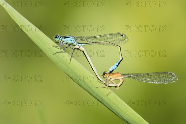 Large pitch dragonflies (Ischnura elegans), Mating wheel, Lower Saxony, Germany, Europe