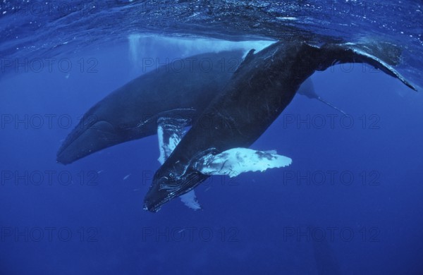 Humpback whale, mother and calf, Megaptera novaeangliae, Silverbanks, Caribbean Sea, Dominican