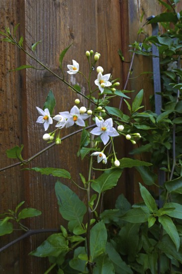 Jasminblütiger Nachtschatten Album Climber