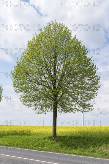Winter lime (Tilia cordata 'Greenspire')