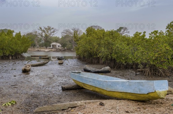 Mangrove area with traditional boats near Lamin, Gambia, Africa