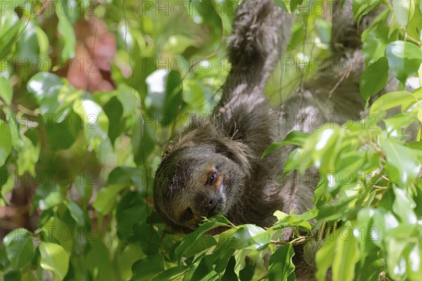 Close-up of a sloth nestled amongst green leaves, blending with its surroundings, Brown-throated