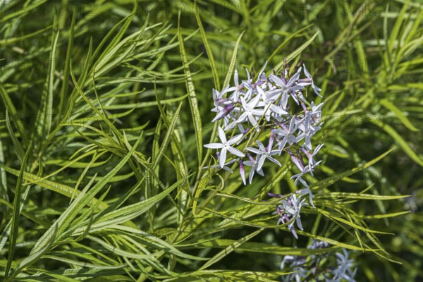 Blue star bush (Amsonia hubrichtii)