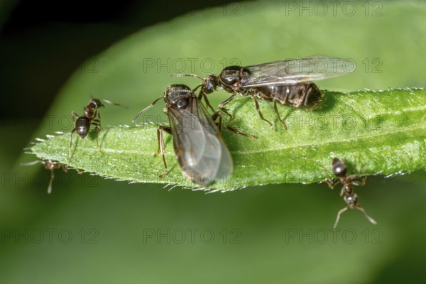 Winged Black garden ant in front of swarming with queen on a blade of grass