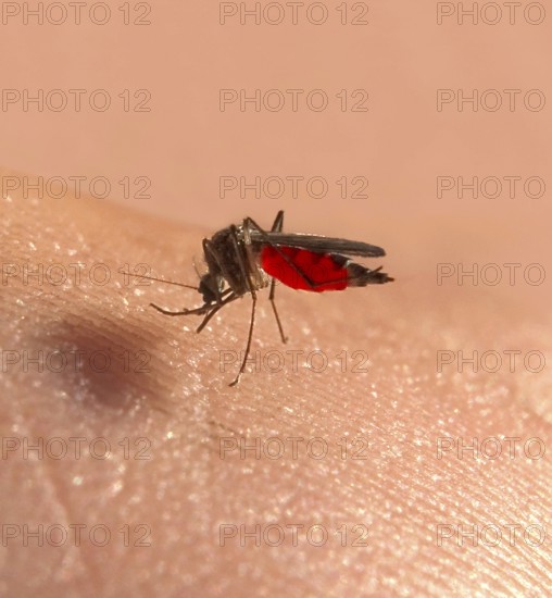 Macro of a common house mosquito or northern house mosquito (Culex pipiens) sucking blood on the