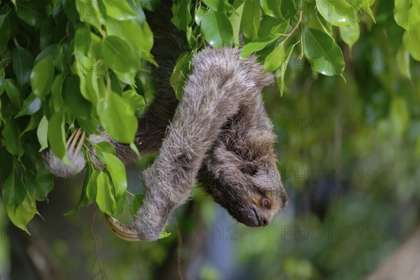 Sloth hanging from a branch surrounded by lush green leaves in a serene natural setting,