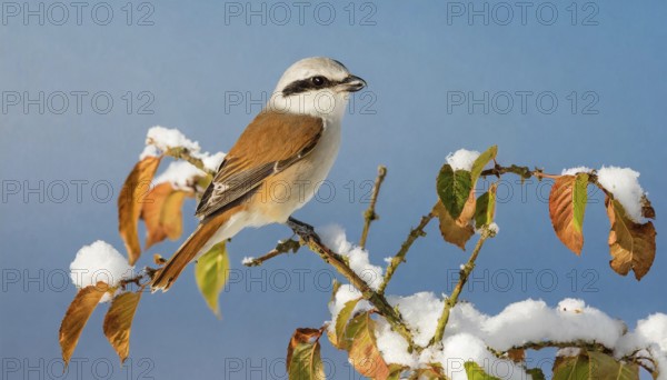 KI generated, A red-backed shrike (Lanius collurio)