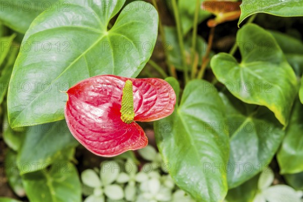 Closeup of single Fata Morgana, Anthurium sp flower with green leaves in background in Gyeongju